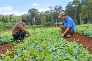 Awakening the "Green Gold Mine" of Medicinal Herbs in the Western Region of the Province