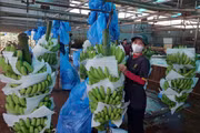 Gia Lai Opens New Agricultural Export Route via Ta Lung International Border Gate