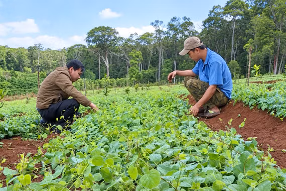 Awakening the "Green Gold Mine" of Medicinal Herbs in the Western Region of the Province