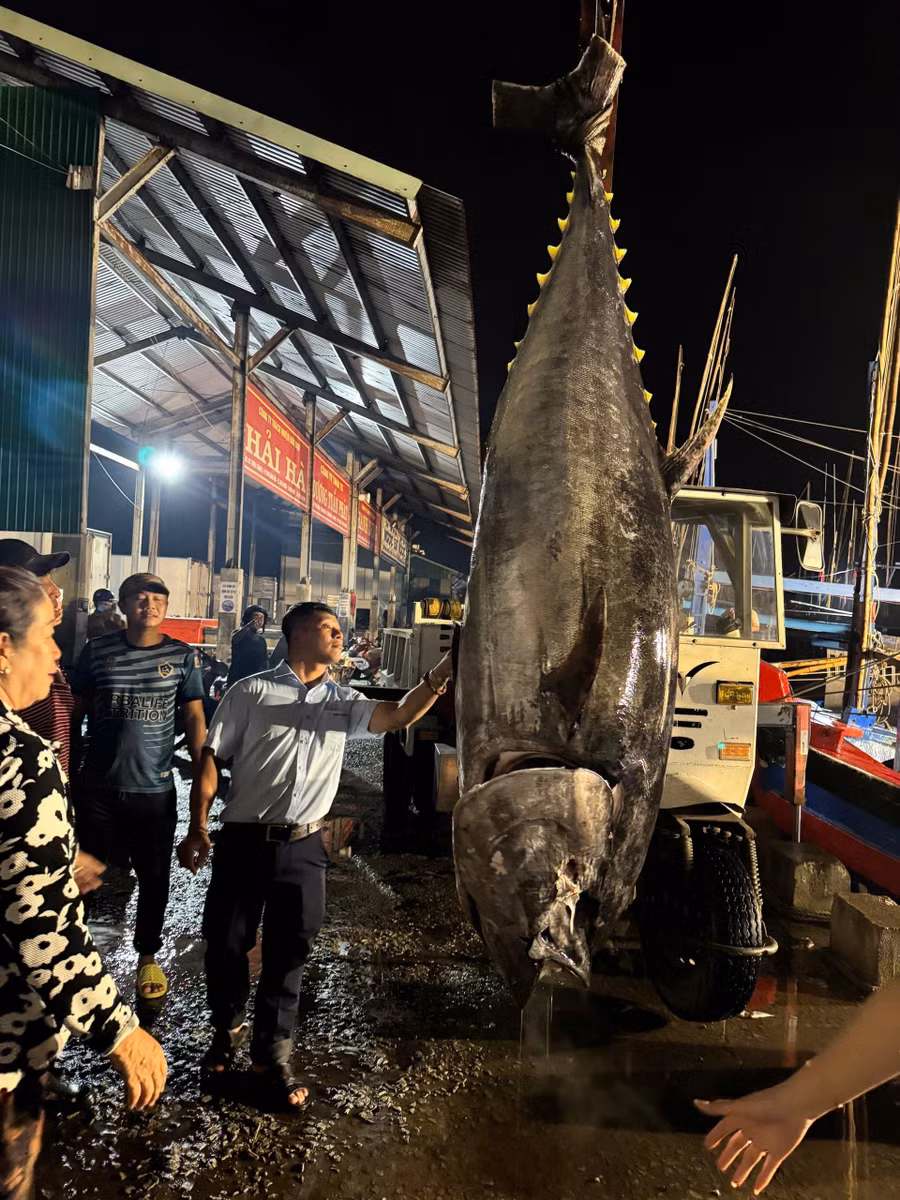 An oceanic tuna weighing 245 kg. Photo: Provided by the source