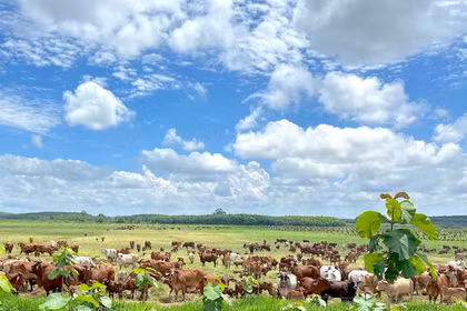 Gia Lai: Approval Granted for Thaco Agri’s Sustainable Agriculture Development Project Worth Nearly VND 3,820 Billion